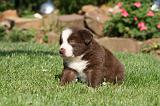 BORDER COLLIE 1240